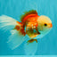FLUFFY TAIL A Grade Jade Head Red White Oranda Male 5.5-6 inches #090426OR_13