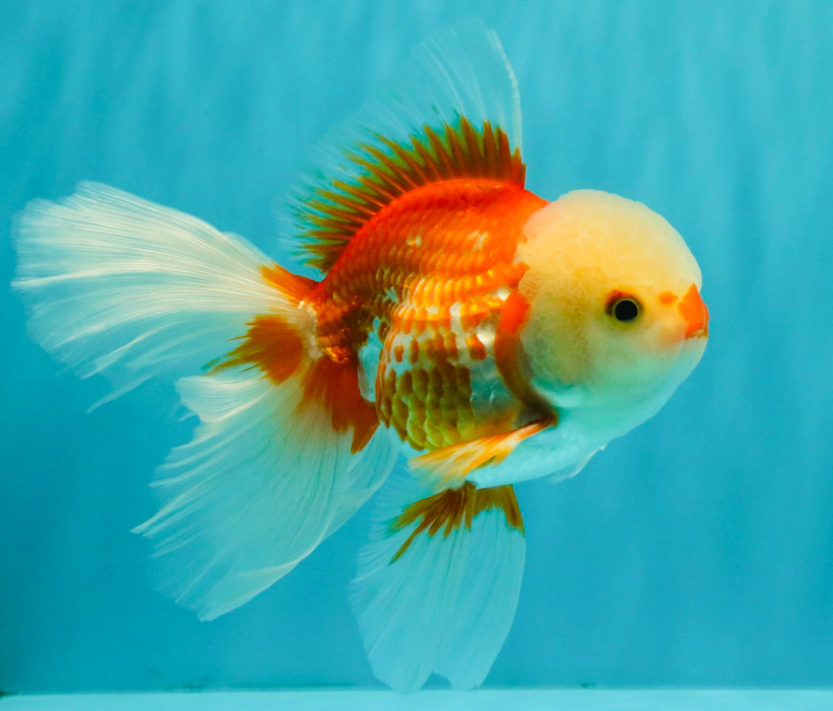FLUFFY TAIL A Grade Jade Head Red White Oranda Male 5.5-6 inches #090426OR_13