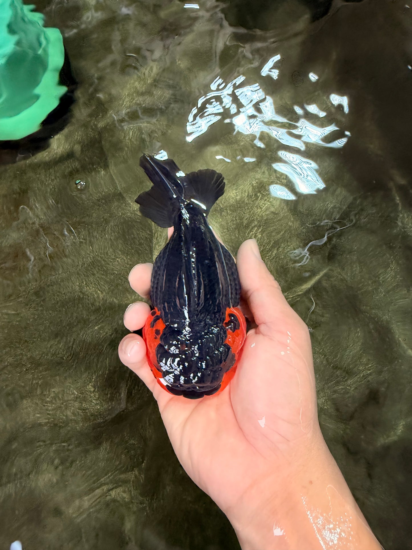 SUPER CUTE AAA Grade Tricolor Yuanbao Female 5 inches #062626YB_16