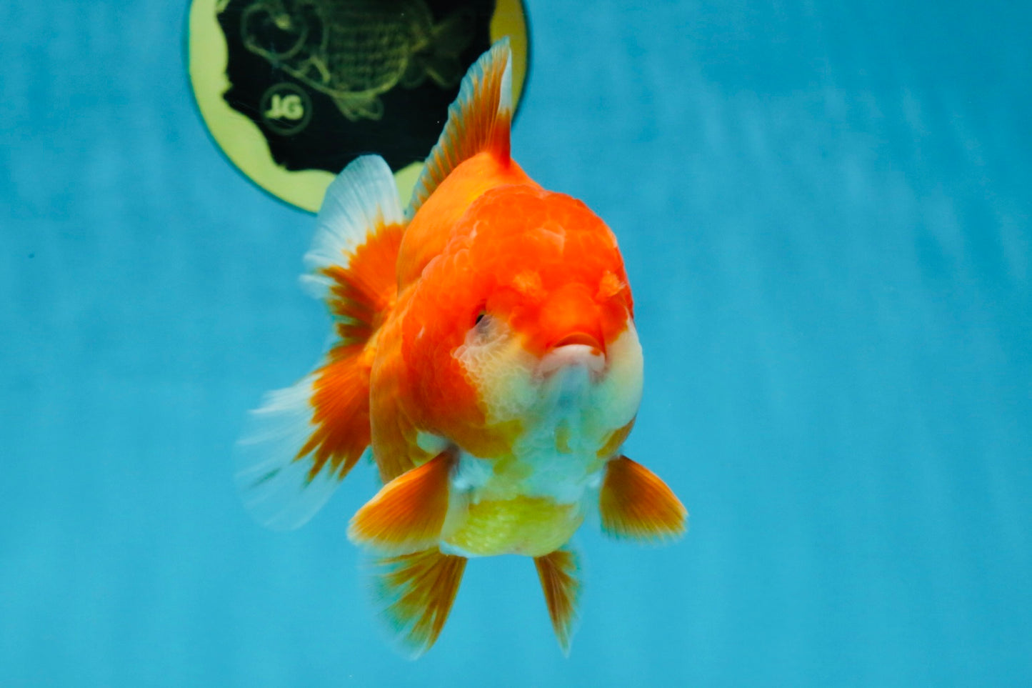 CHUBBY AAA Grade Red White Yuanbao Male 4.5 inches #121225YB_01