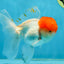 A Grade Red Cap Oranda Male 5.5 inches #062725OR_21