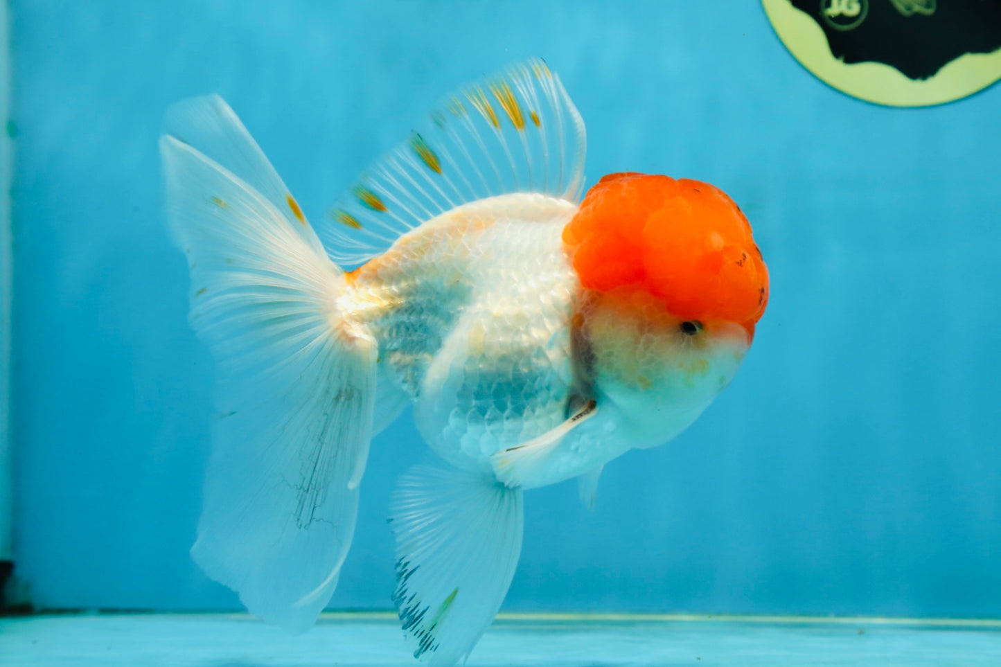A Grade Red Cap Oranda Male 5.5 inches #062725OR_21