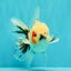A Grade Marble Oranda Male 5-5.5 inches #061926OR_24
