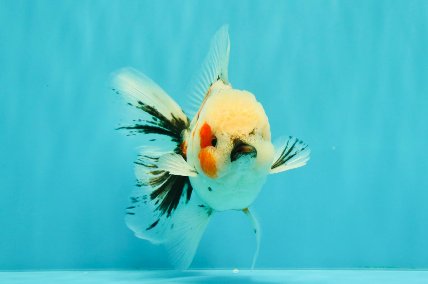 A Grade Marble Oranda Male 5-5.5 inches #061926OR_24