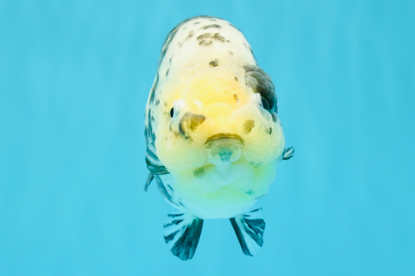 A Grade Cow Chinese Ranchu Female 5-5.5 inches #022726RC_20