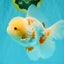 BEAUTY A  Grade Red White Oranda Male 6 inches #082126OR_08