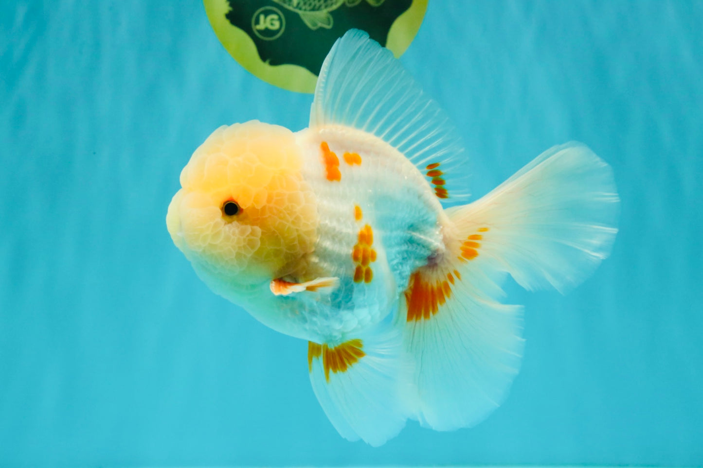 BEAUTY A  Grade Red White Oranda Male 6 inches #082126OR_08