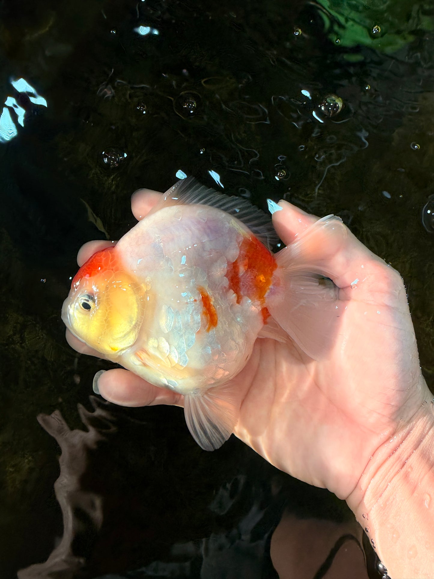 A Grade Young Godzilla Tancho Sakura Yuanbao Male 4.5 inches #101725YB_26