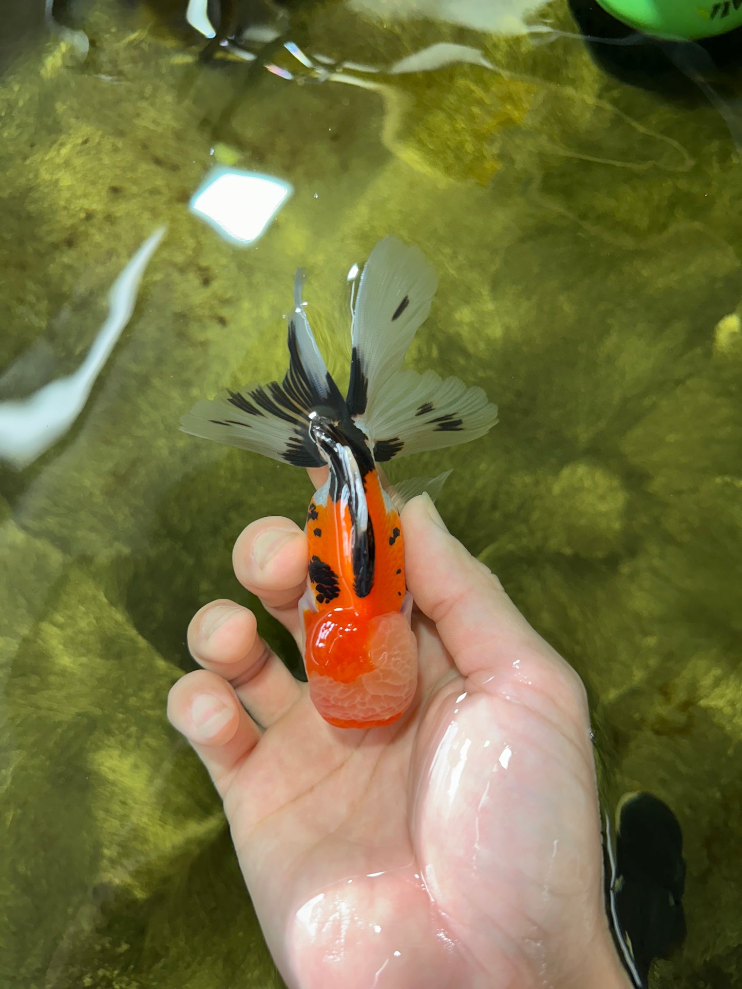 A Grade Tricolor Oranda Male 4.5 inches #050225OR_10