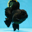 AAA Grade Godzilla Black Oranda Female 6.5 inches #081525OR_31