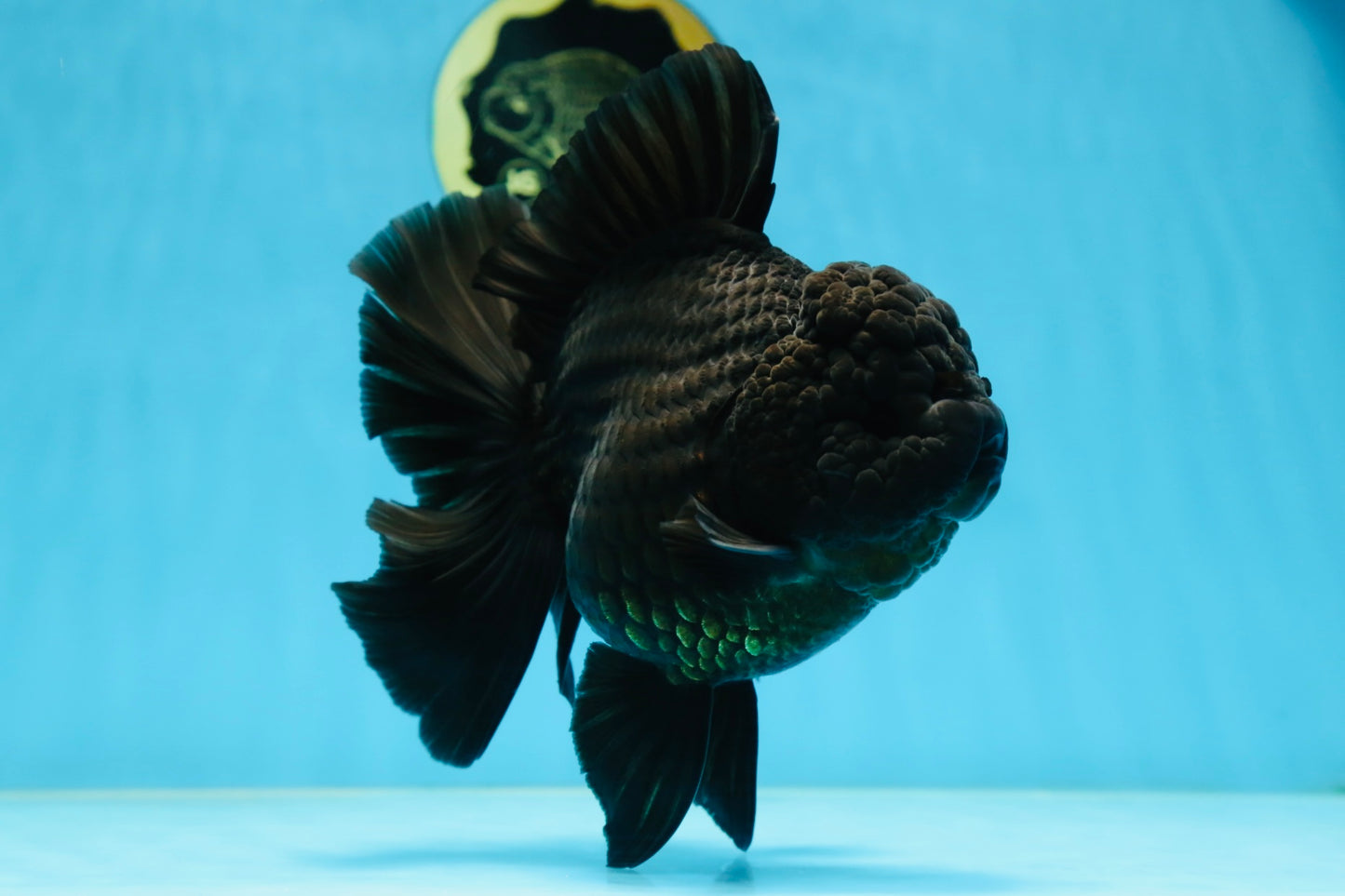AAA Grade Godzilla Black Oranda Female 6.5 inches #081525OR_31