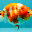 UNIQUE AAA Grade Super Kohaku Sakura LionKing 5-5.5 inches #092526LC_18
