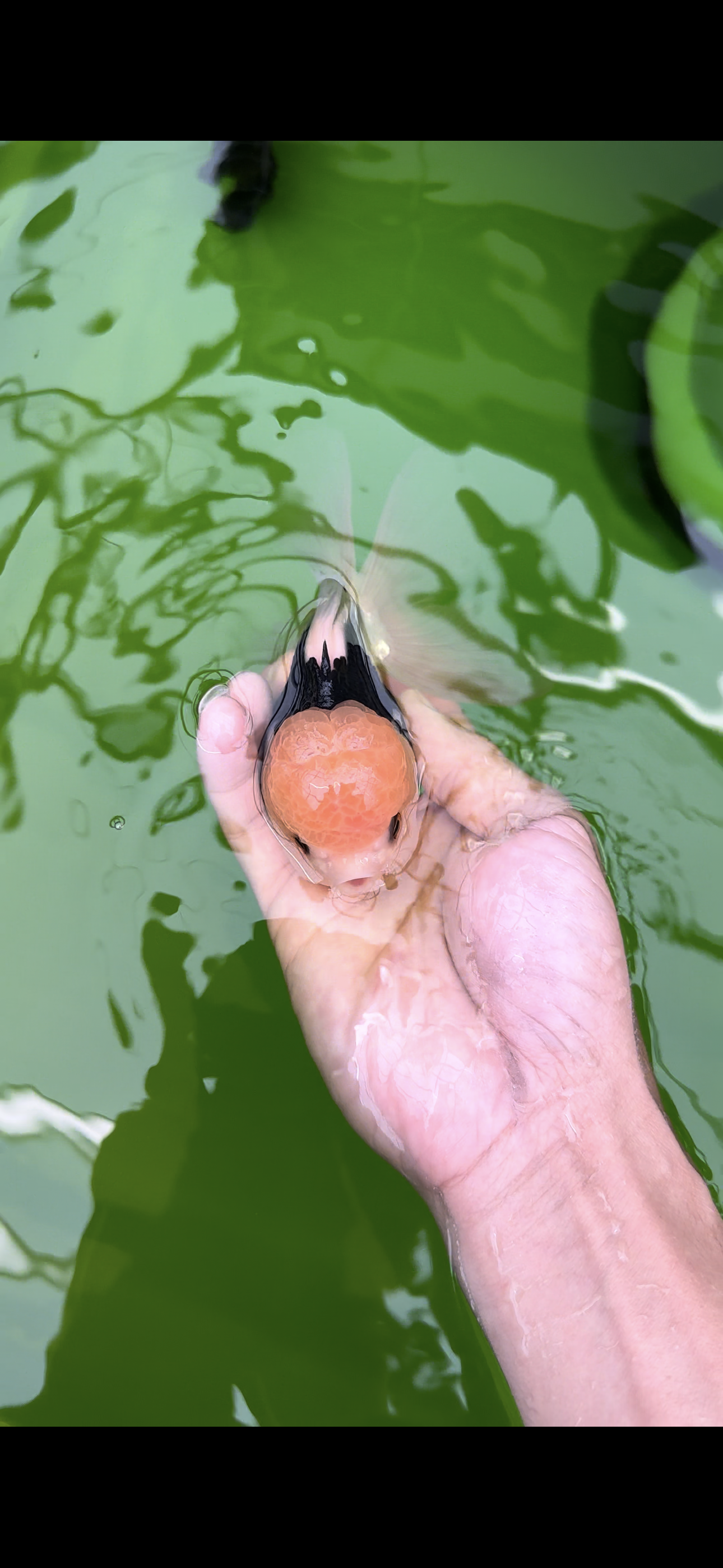 A Grade Lemonhead Panda Oranda Male 4.5 inches #0503OR_09