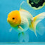 A Grade Lemonhead Oranda Male 4.5-5 inches #080125OR_25