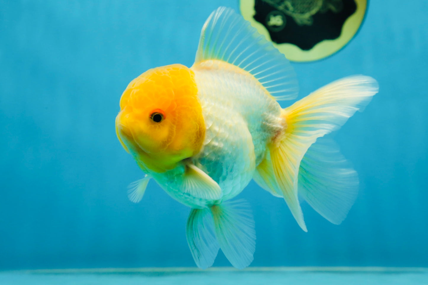 A Grade Lemonhead Oranda Male 4.5-5 inches #080125OR_25
