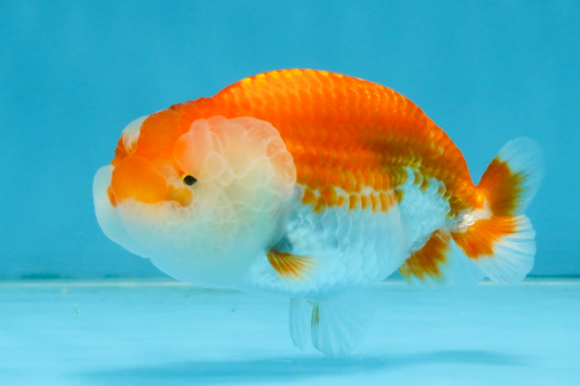 FLUFFY WEN A Grade Red White LionQueen 4 inches #112825LC_09