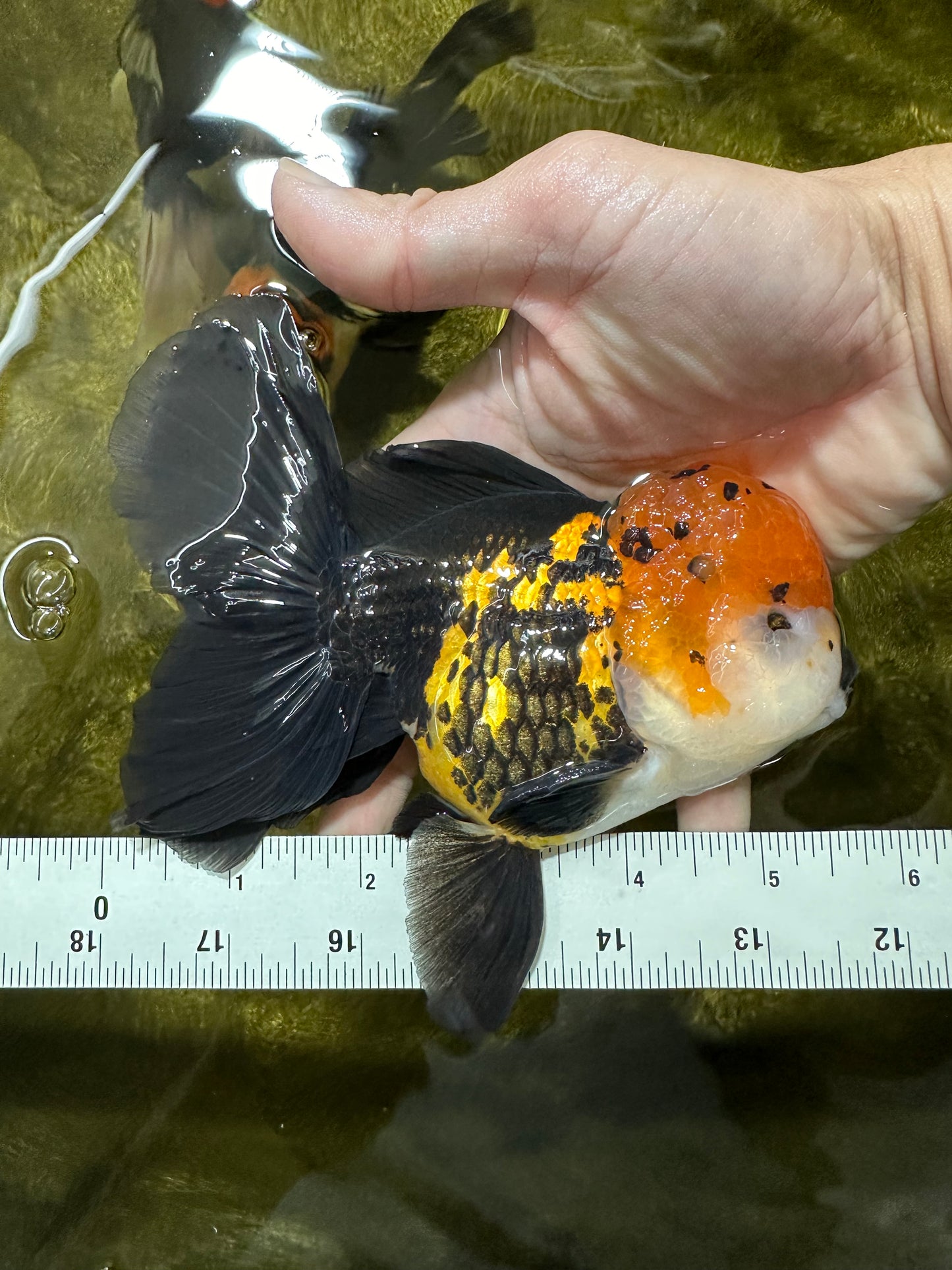 A Grade Tricolor Oranda Male 5.5 inches #112224OR_14