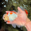 A Grade Kohaku Oranda Male 6-6.5 inches #090426OR_10