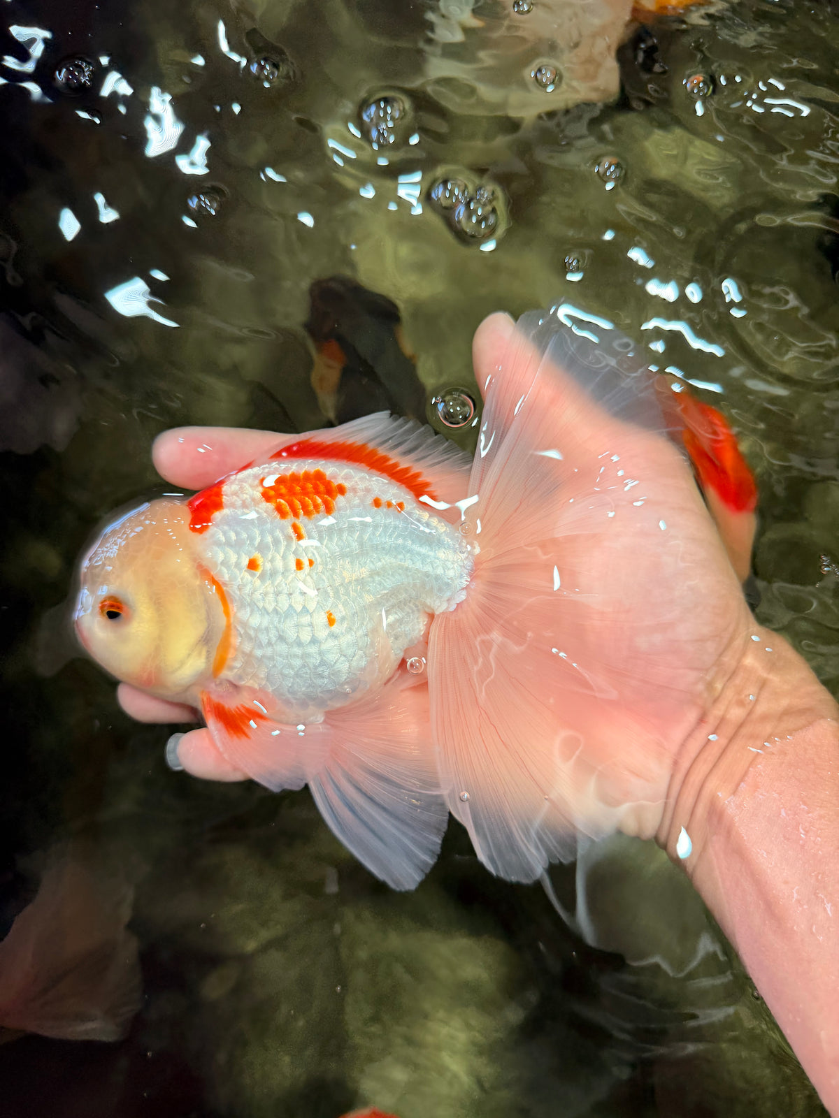 A Grade Kohaku Oranda Male 6-6.5 inches #090426OR_10