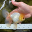 AAA Grade White Oranda Male 5 inches #042525OR_11