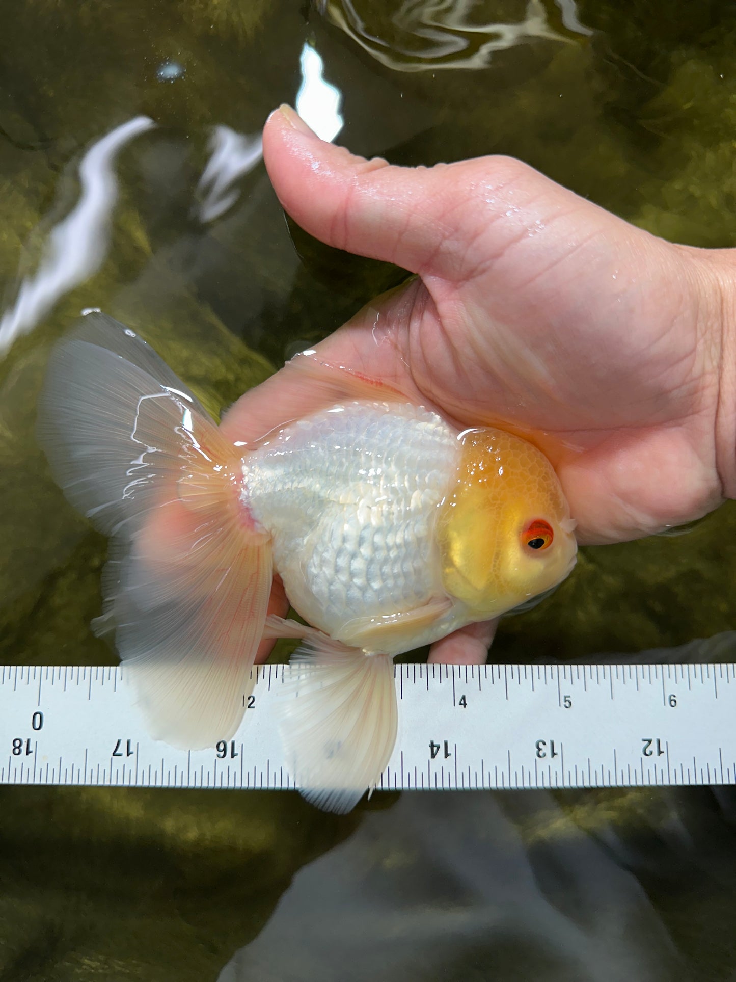 AAA Grade White Oranda Male 5 inches #042525OR_11