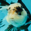 A Grade Fluffy Head Panda Oranda Male 5 inches #110824OR_13