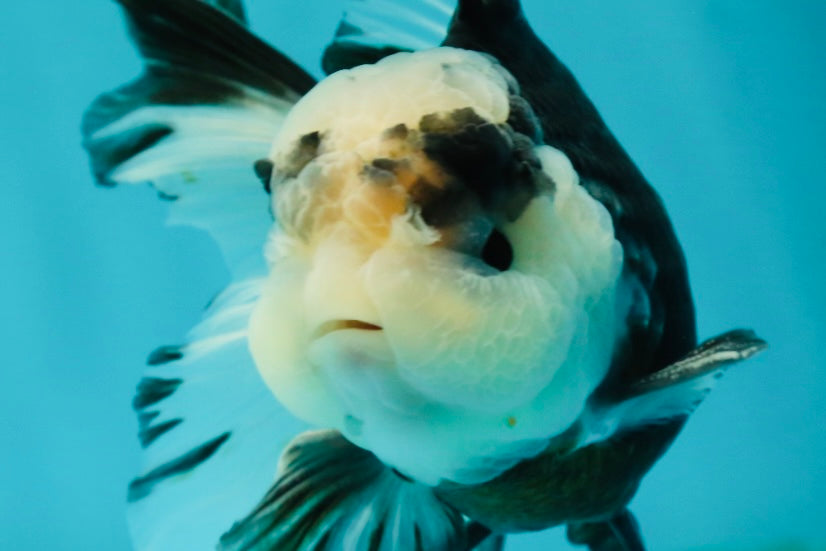 A Grade Fluffy Head Panda Oranda Male 5 inches #110824OR_13