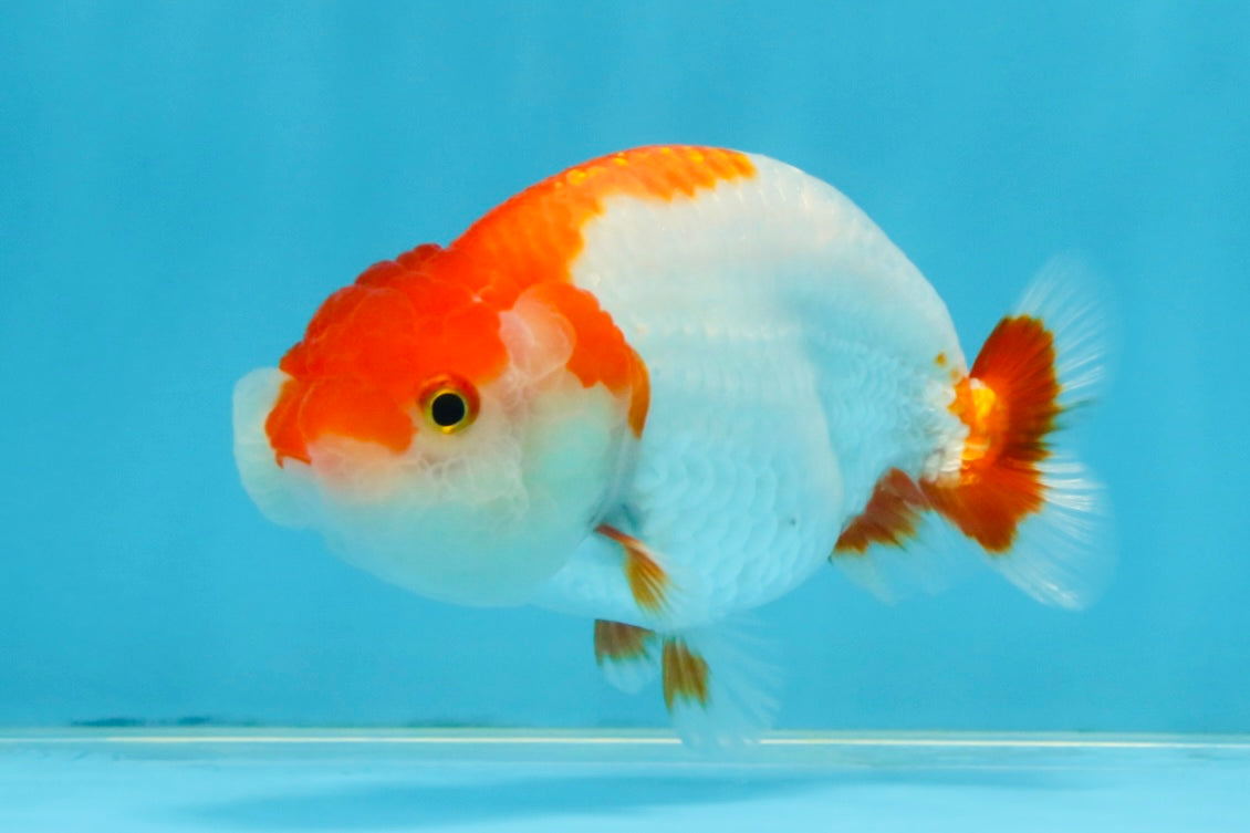 A Grade Red White LionQueen 4-4.5 inches #112125LC_11