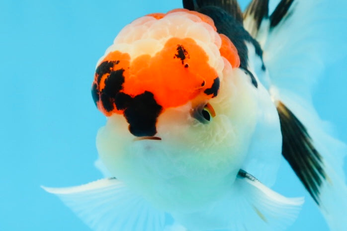 AAA Grade Tricolor Oranda Male 4.5 inches #0913OR_09