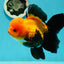 Black Red (Apache) Oranda Female 5.5 inches #102624OR_13