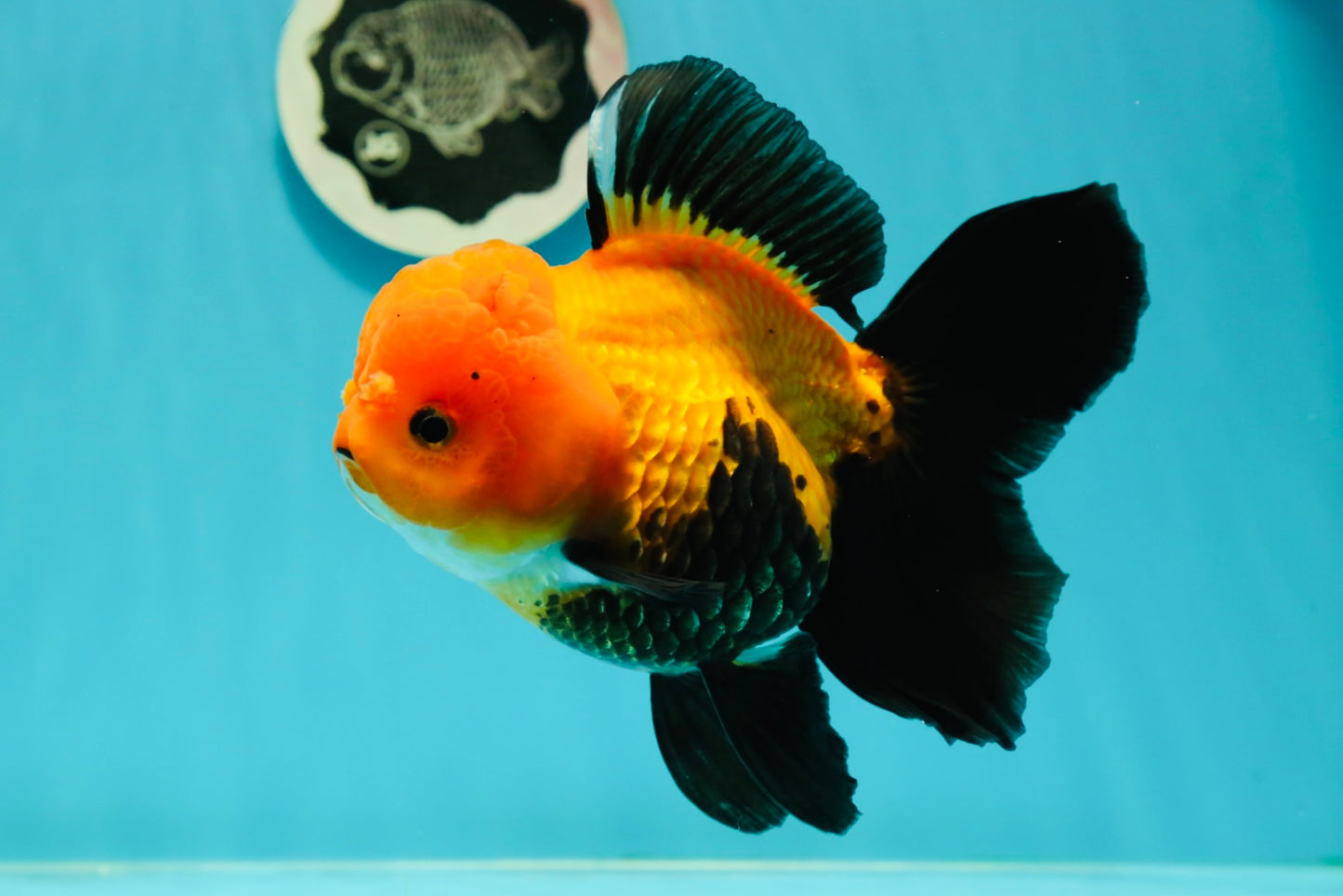 Black Red (Apache) Oranda Female 5.5 inches #102624OR_13