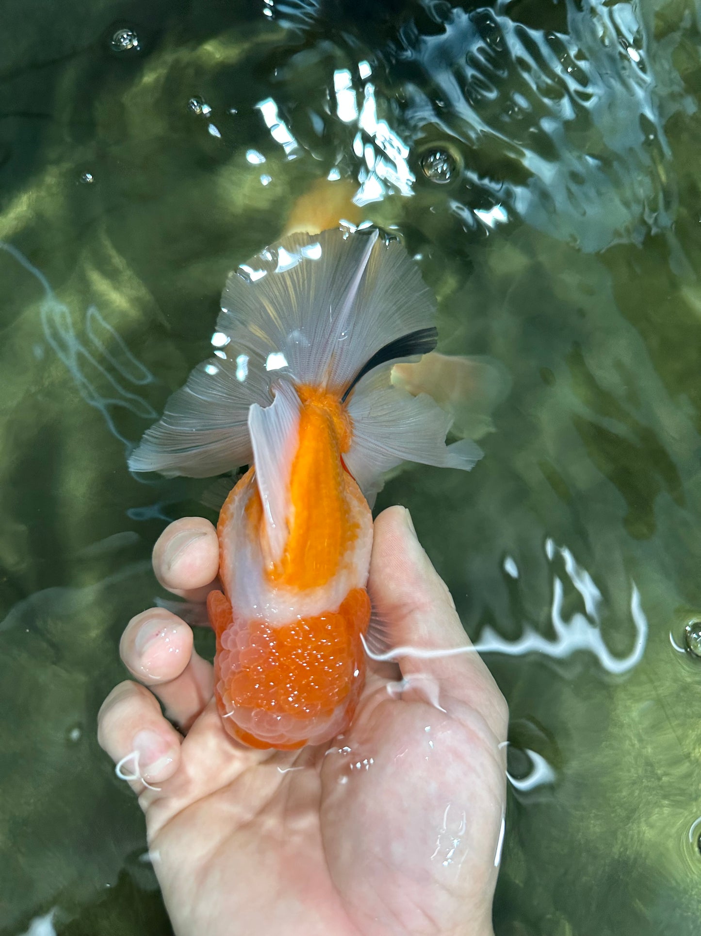 A Grade Sakura Oranda Male 4.5-5 inches #060625OR_24
