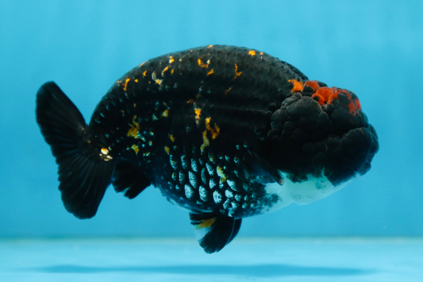 AAA Grade SPECIAL Tiger LionKing 5 inches #082925LC_02