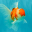 A Grade Red White Oranda Male 5.5-6 inches #090426OR_09