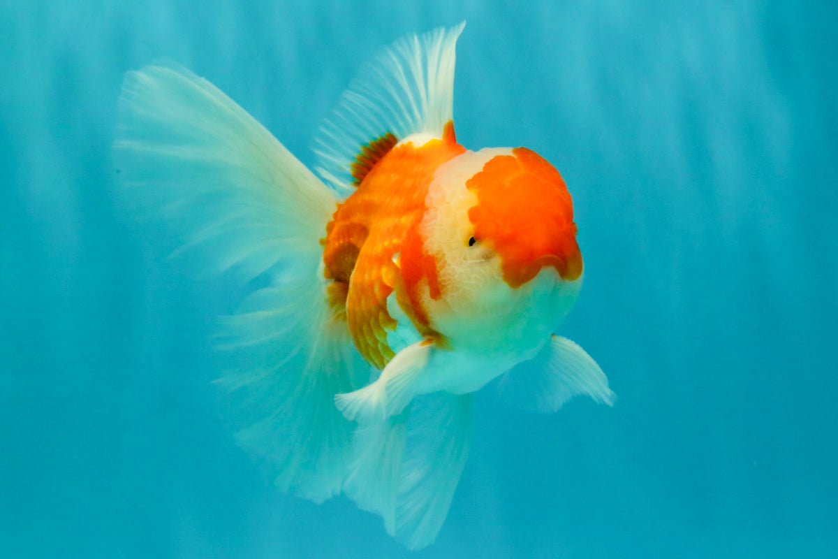 A Grade Red White Oranda Male 5.5-6 inches #090426OR_09