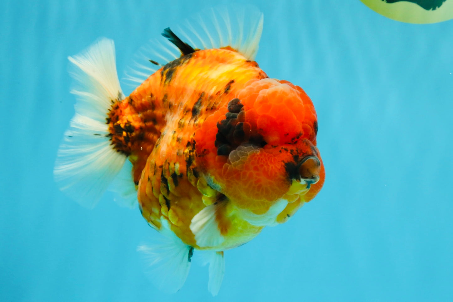 SUPER AAA Grade Godzilla Tiger Yuanbao Male 6.5 inches #022026YB_01