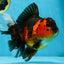 AAA Grade Godzilla Apache Oranda Female 6.5 inches #081525OR_13
