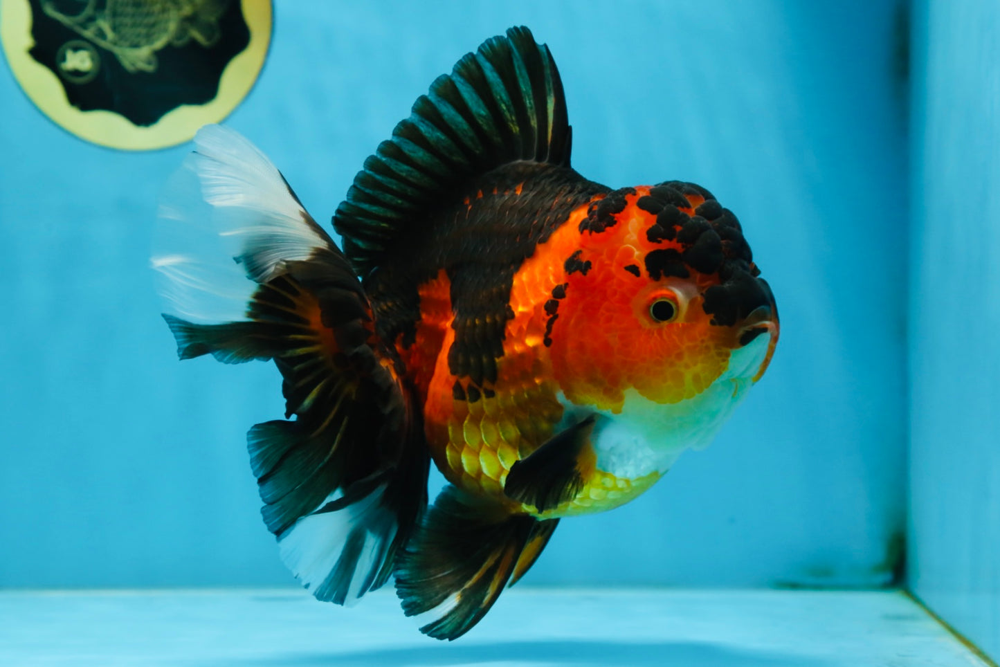 AAA Grade Godzilla Apache Oranda Female 6.5 inches #081525OR_13