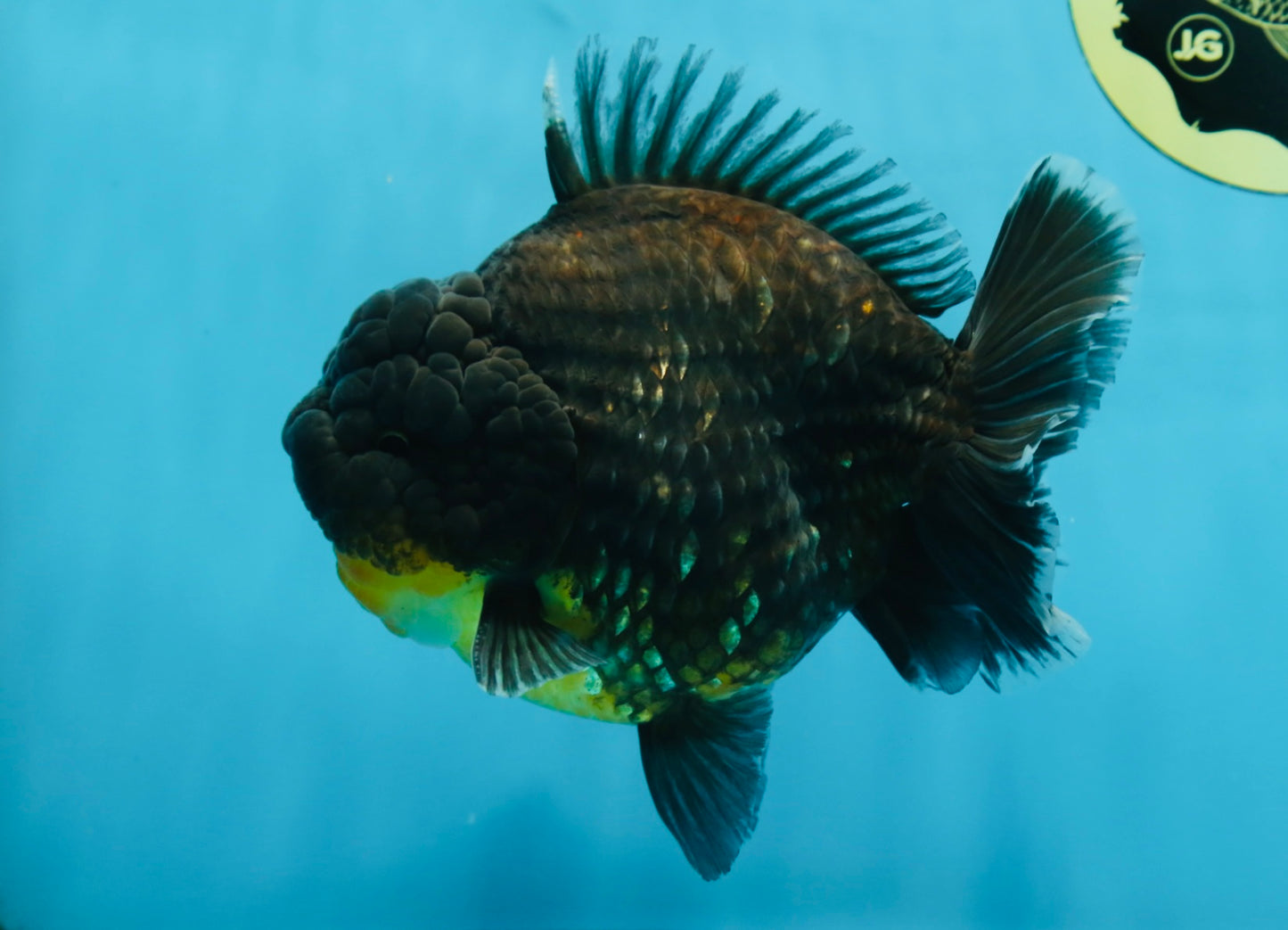 SHOW GRADE Godzilla Kirin Yuanbao Male 5.5 inches #062025YB_999