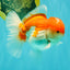 AAA Grade Peach Red White Oranda Male 5 inches #062626OR_30