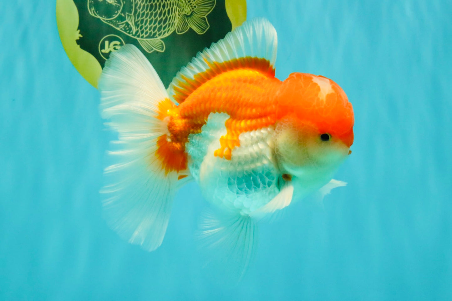 AAA Grade Peach Red White Oranda Male 5 inches #062626OR_30