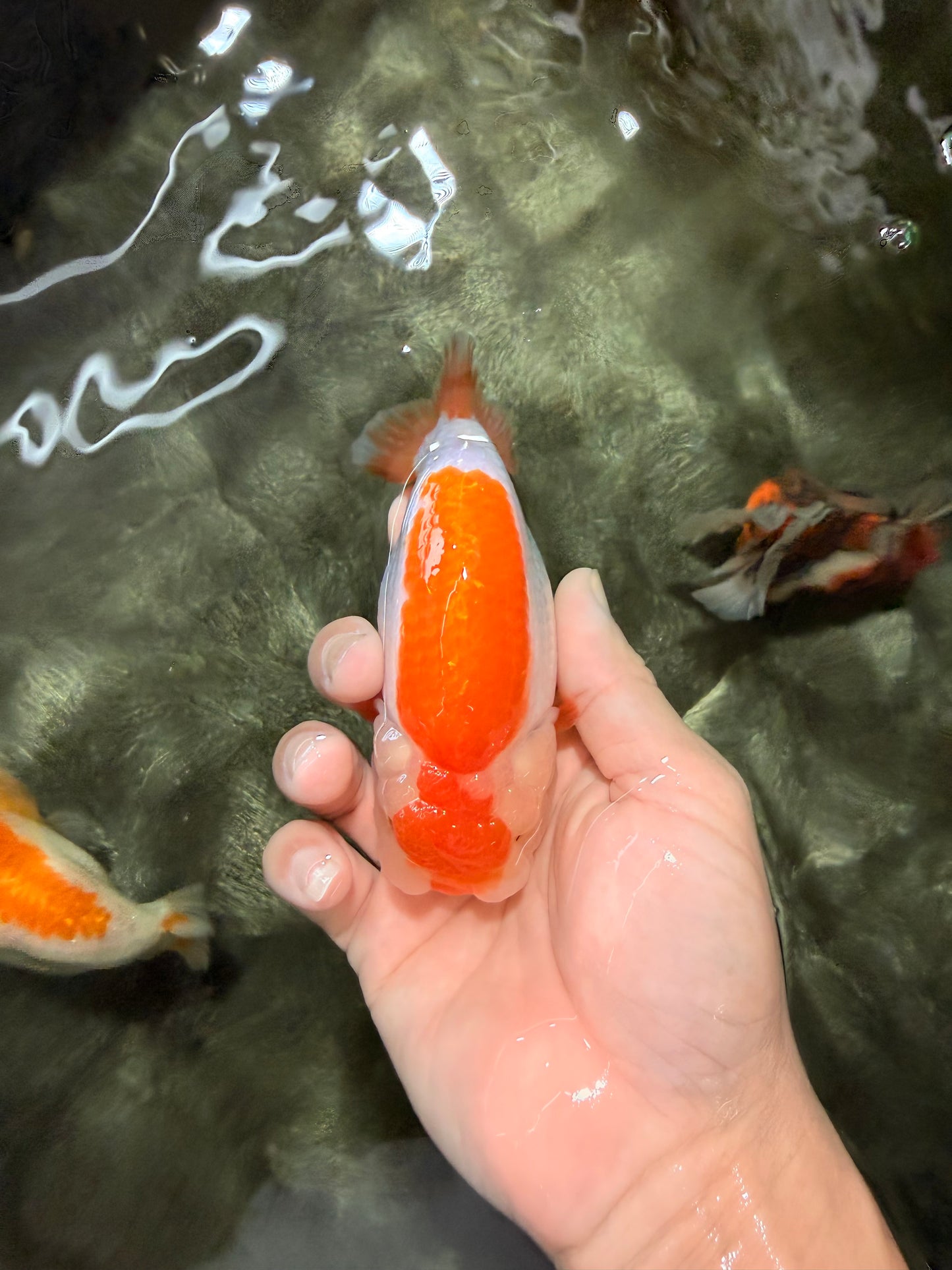 A Grade Orange White LionQueen 4.5-5 inches #072426LC_35