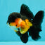 BATMAN Apache Oranda Male 5 inches #050826OR_03