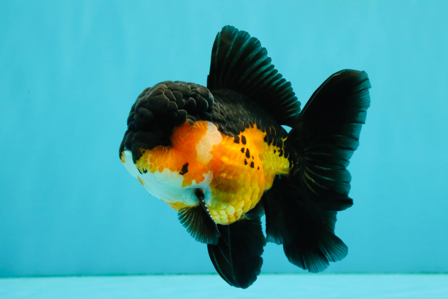 BATMAN Apache Oranda Male 5 inches #050826OR_03