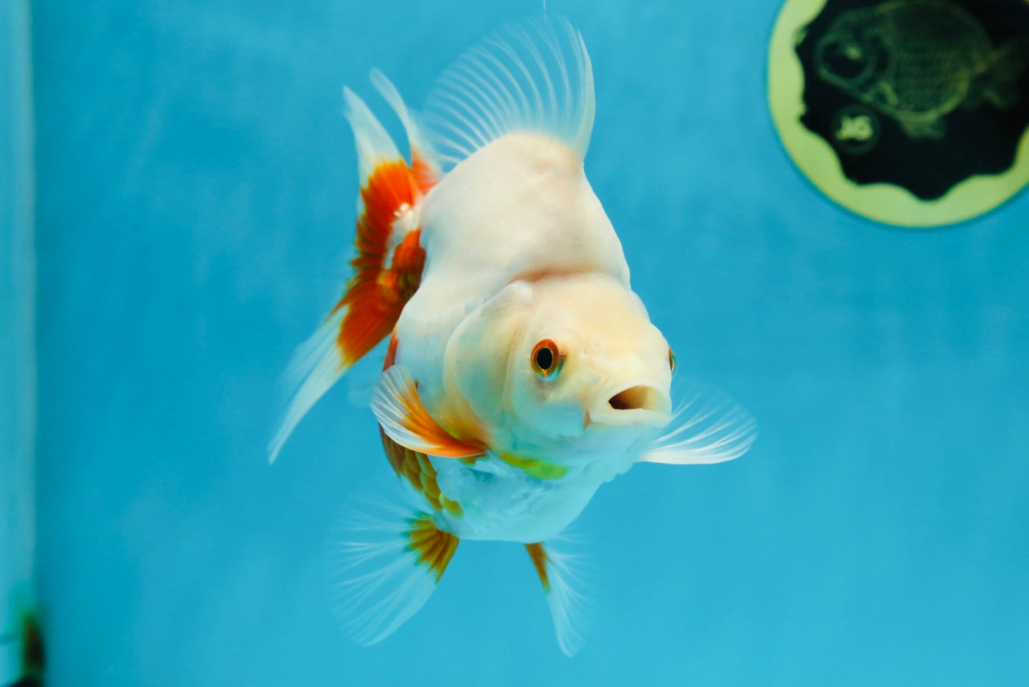 A Grade Red White Ryukin Female 5.5 inches #060625RK_31