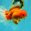 JUMBO AAA Grade Red White Oranda Male 8.5 inches #071726OR_01