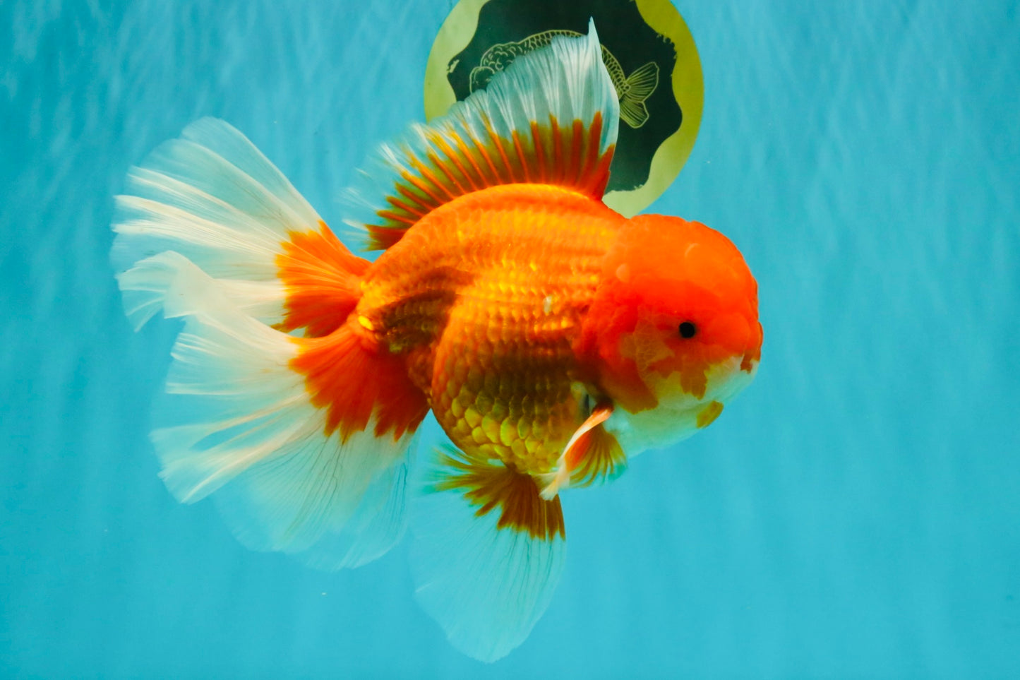JUMBO AAA Grade Red White Oranda Male 8.5 inches #071726OR_01
