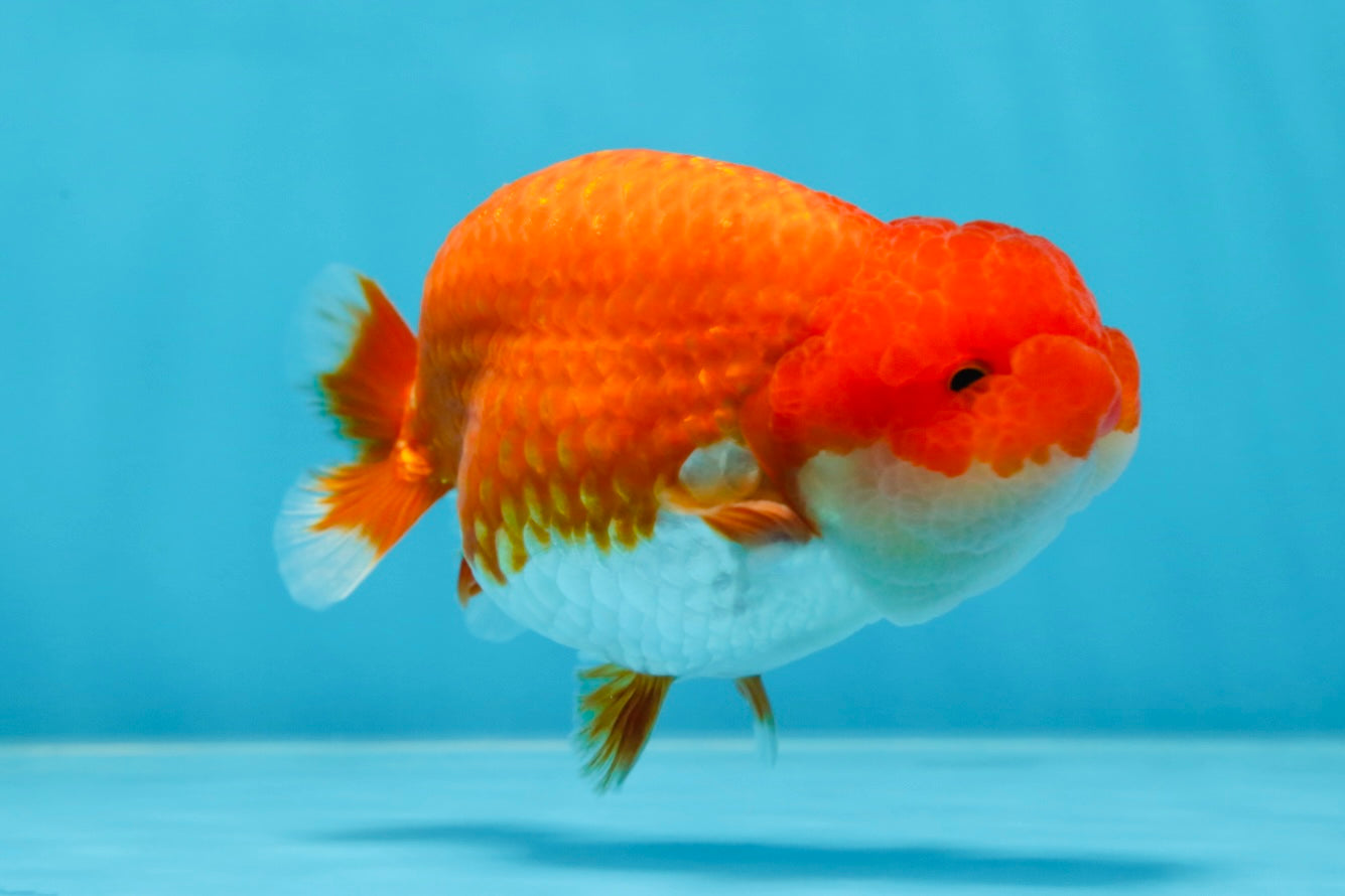 AAA Grade Red White LionKing 4-4.5  inches #053025LC_12