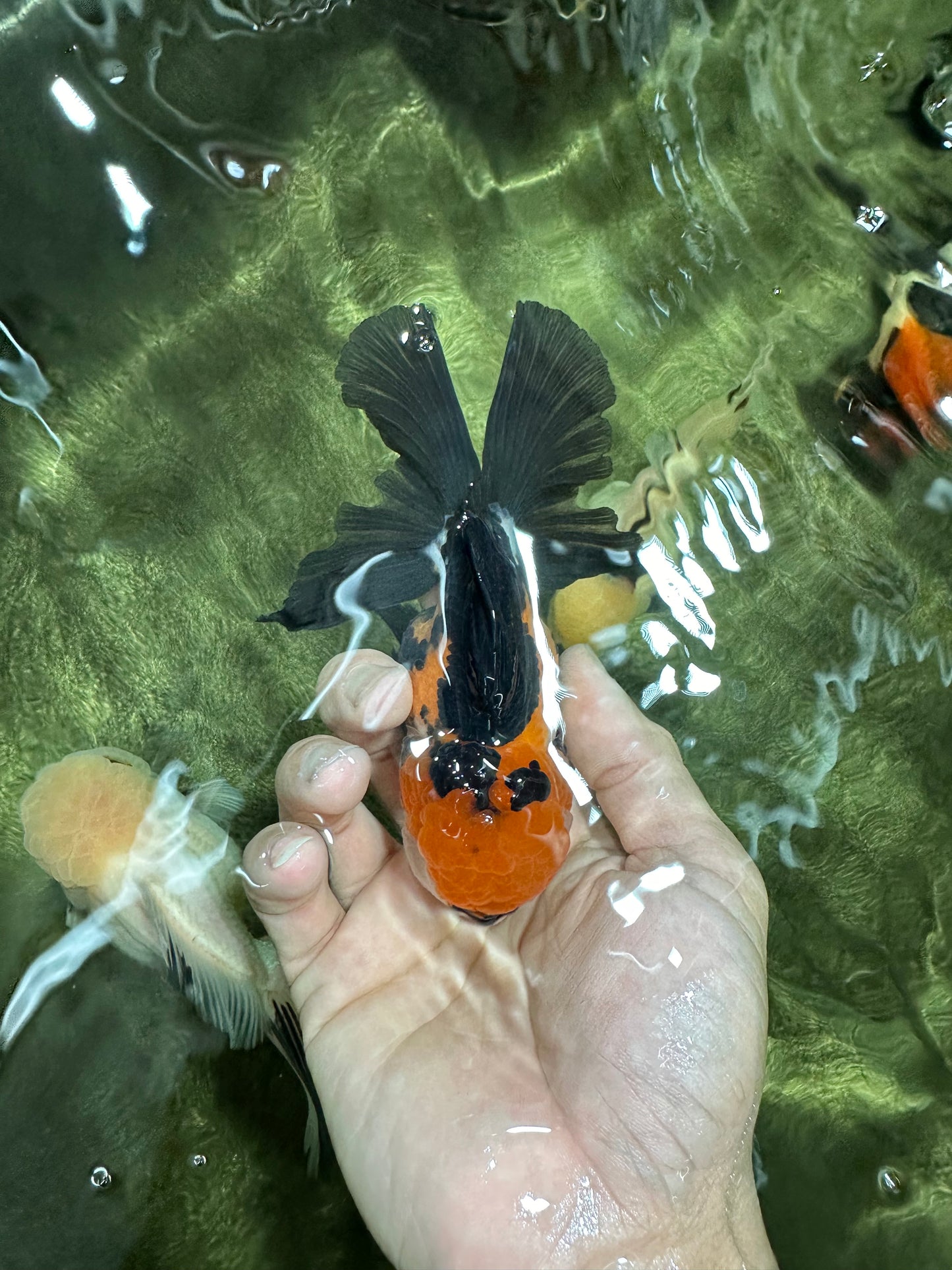 A Grade Tricolor Black Nose Oranda Male 5 inches #111524OR_22