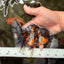 AAA Grade Calico Oranda Male 5 inches #070626OR_06